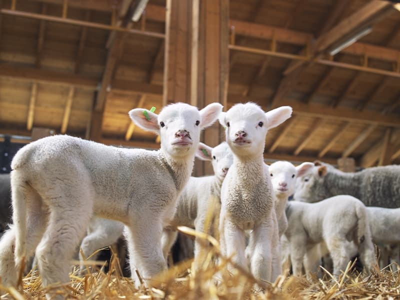 DOBOJ: Vratilo se 11 jagnjadi čiju je krađu prijavio vlasnik