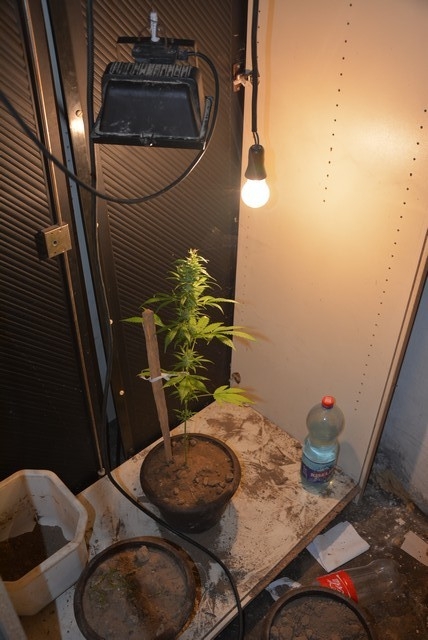 DOBOJ: Pronađena laboratorija za uzgoj indijske konoplje i puška