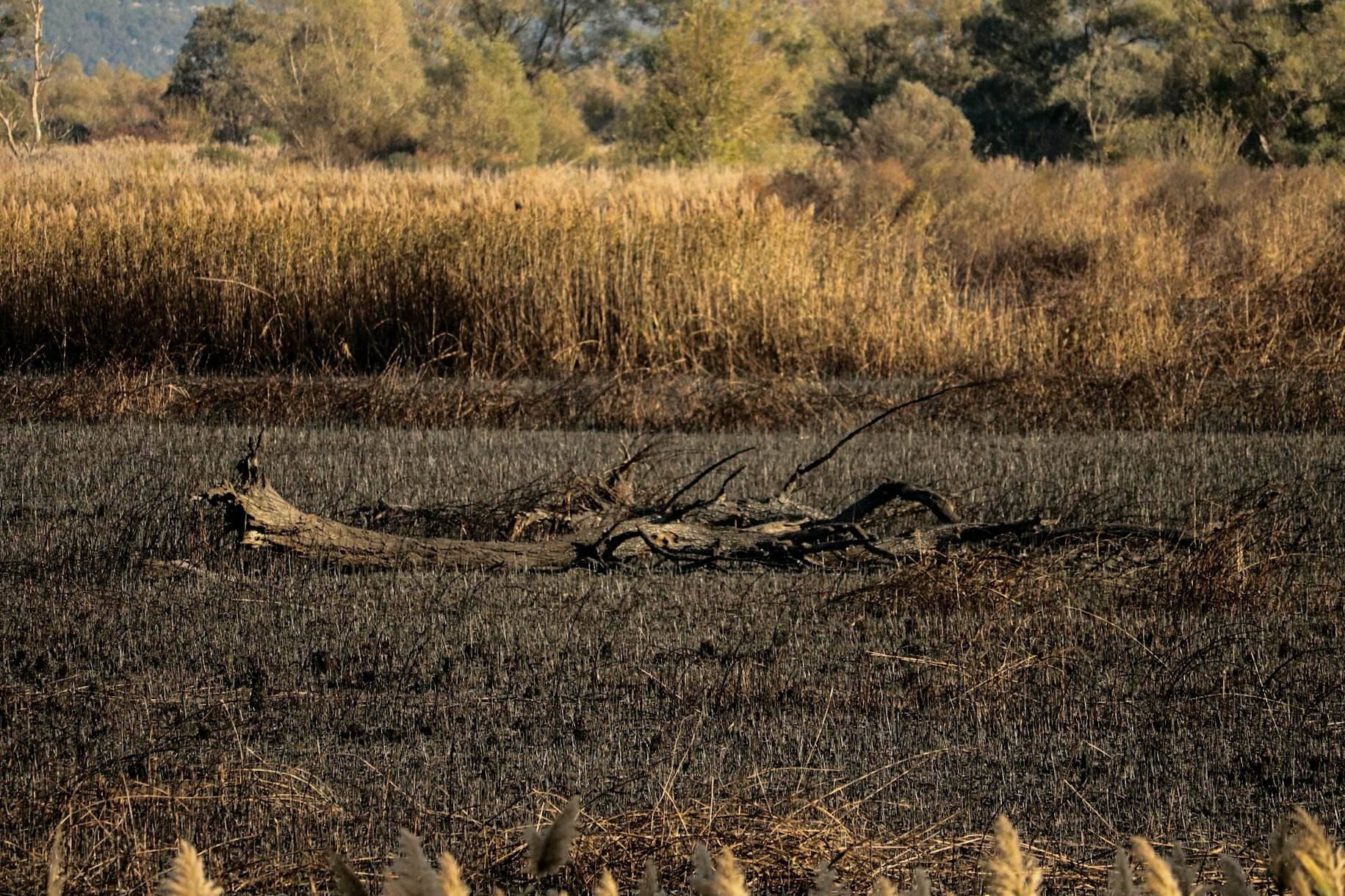 WWF: Požari u Hutovom blatu nisu iznenađenje