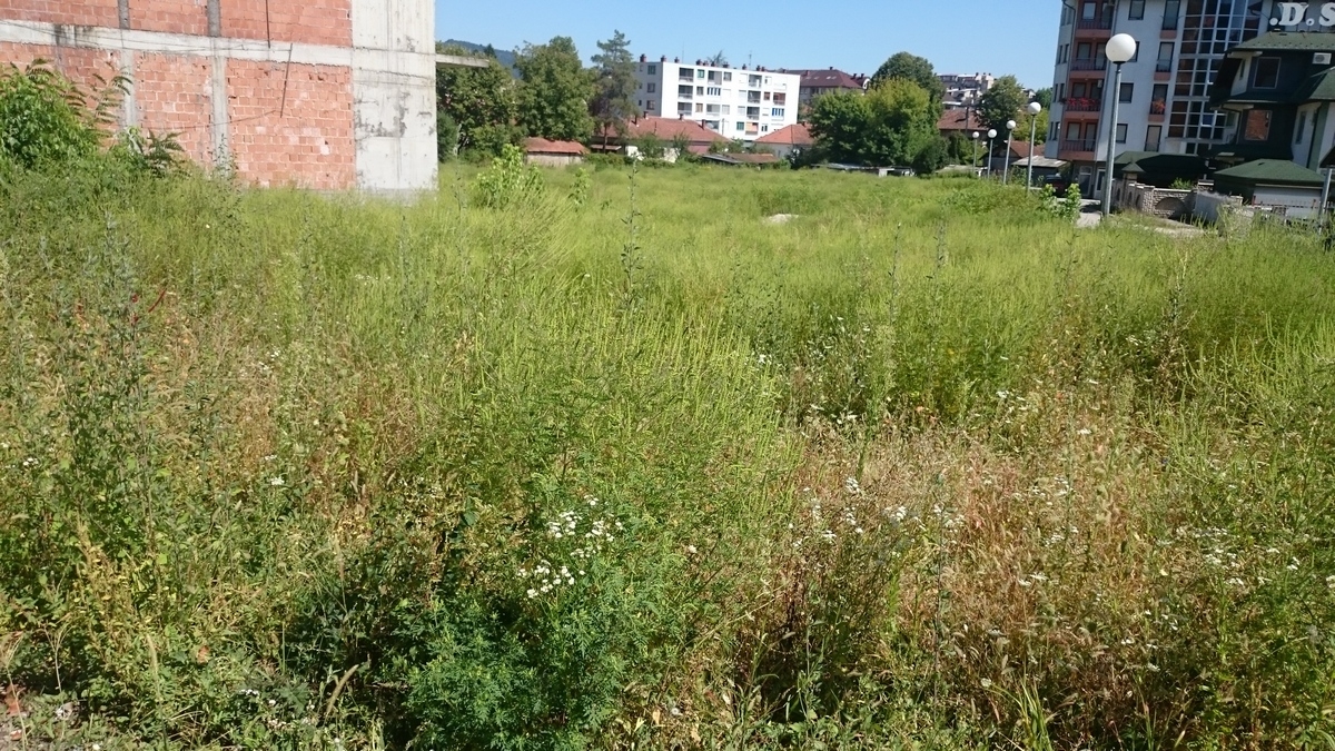 DOBOJSKI INFO PITA: Koja gradska služba, od velikog broja istih, je zadužena za suzbijanje ambrozije na području grada?!