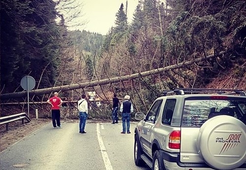 PUTEVI: U Lužanima saobraćaj obustavljen zbog obrušenog stabla