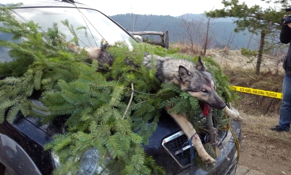 DOBOJ: Ustrijeljena vučica na Ozrenu