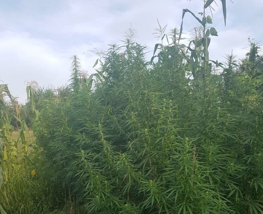 DOBOJ: Pronađeno 13 sadnica indijske konoplje
