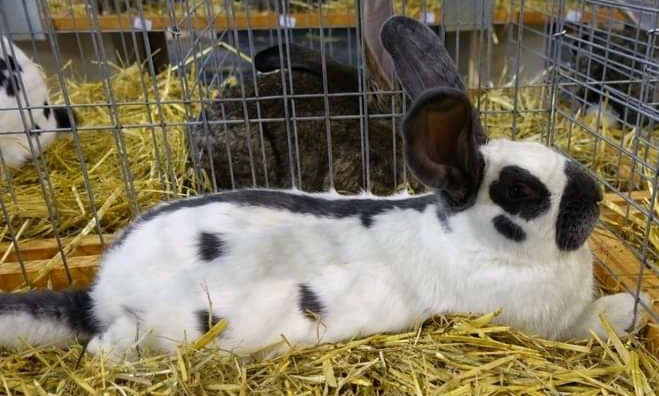 DOBOJ: Od 12. do 14. novembra izložba sitnih životinja (FOTO)