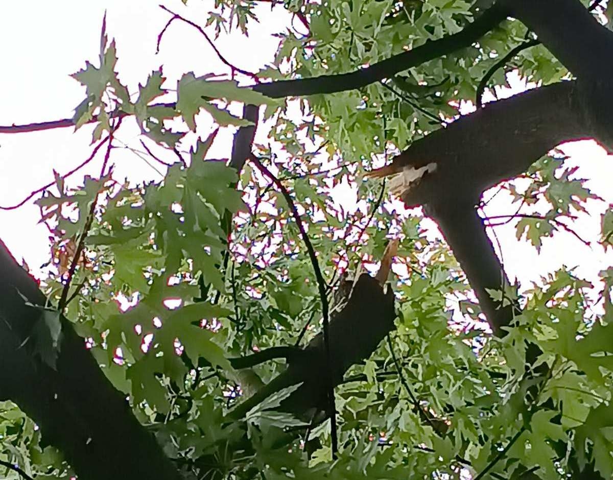 OPASNOST KOD OSNOVNE ŠKOLE "VUK S. KARADŽIĆ": Polomljene grane prijete prolaznicima (FOTO)