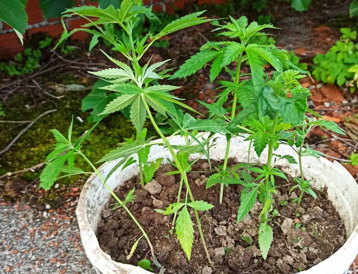 DOBOJ: Drogu sadili u kanti, u šumi pronađen zasad indijske konoplje (FOTO)