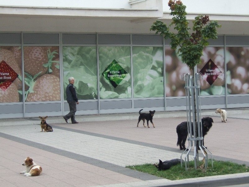 DOBOJ: Obrenovi savjetnici postaju šintori!?