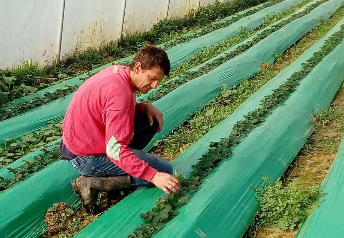 DOBOJ: Zeleno zlato iz Malog Prnjavora (FOTO)