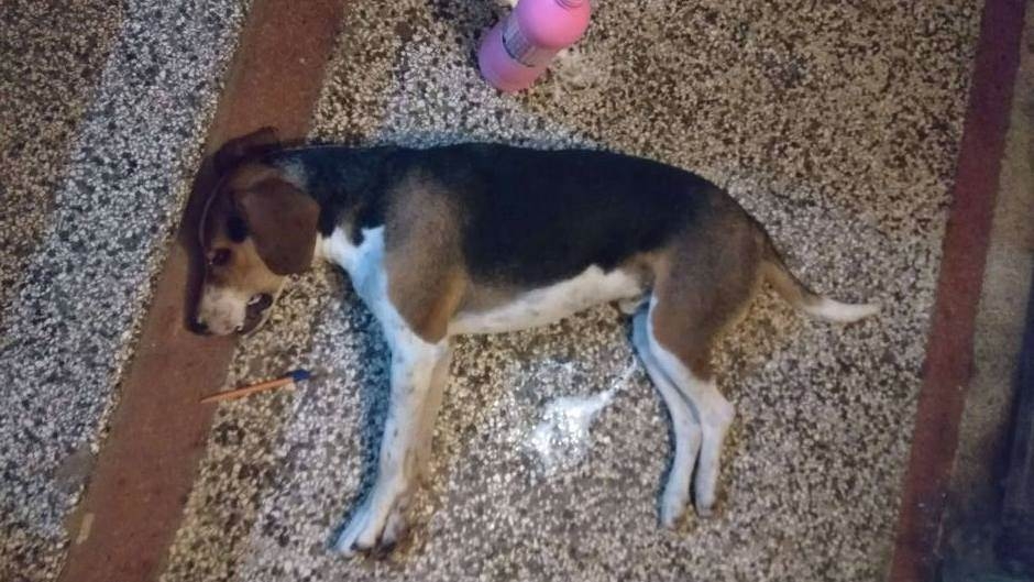 DOBOJSKI INFO PITA: Ko truje pse i dovodi u opasnost djecu? Šta radi vlast?