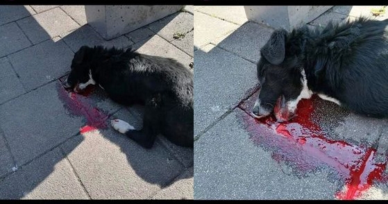 STRAVIČNO: Umire pas otrovan u gradskom parku