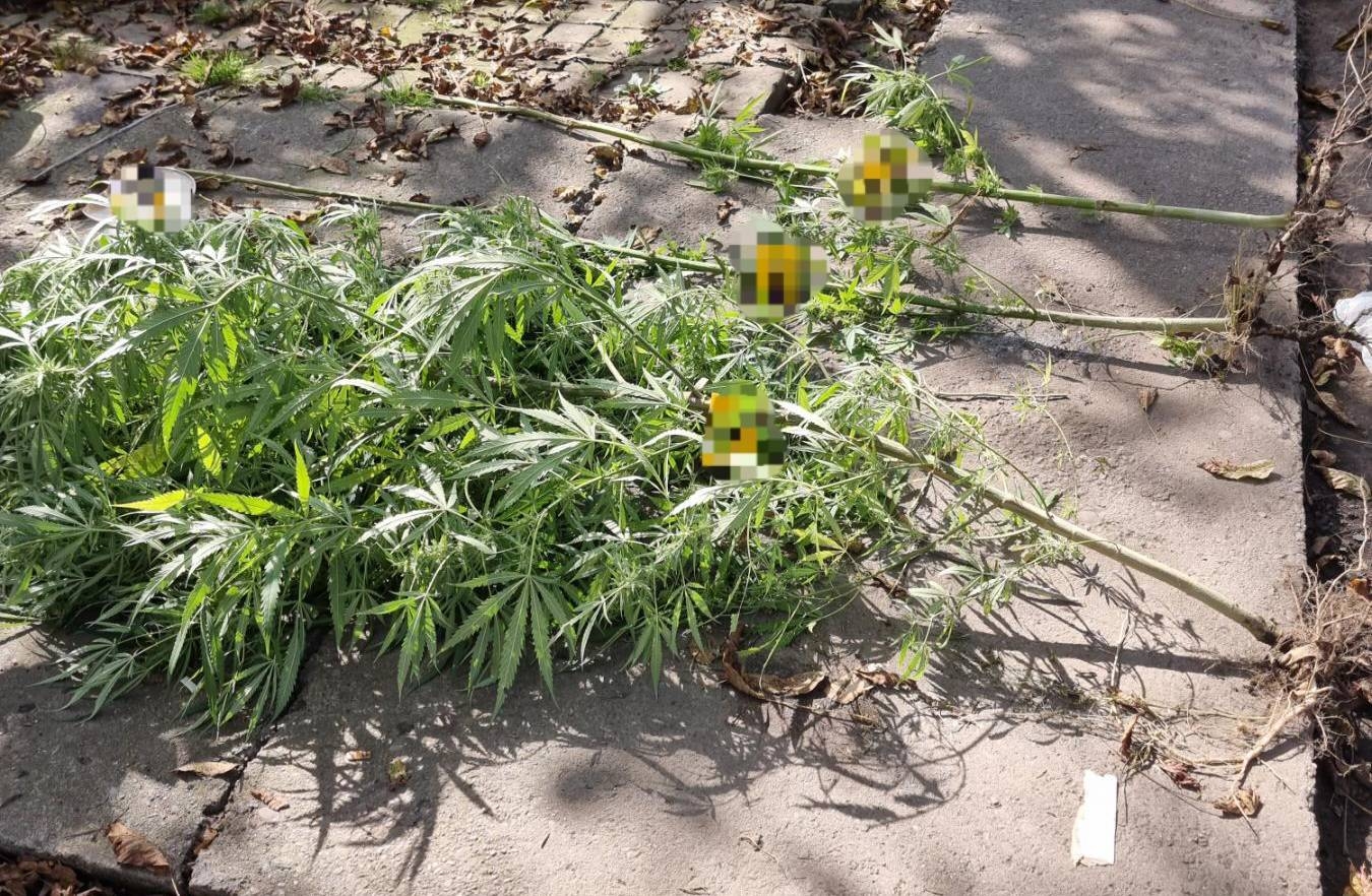 DOBOJ: U akciji „Plantaža 2023“ pronađena opojna droga (FOTO)
