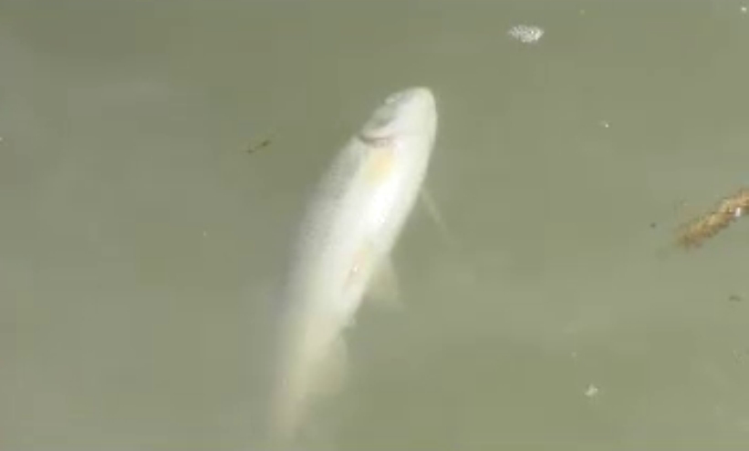 DOBOJ: Mirni protesti zbog akcidenta u rijeci Spreči