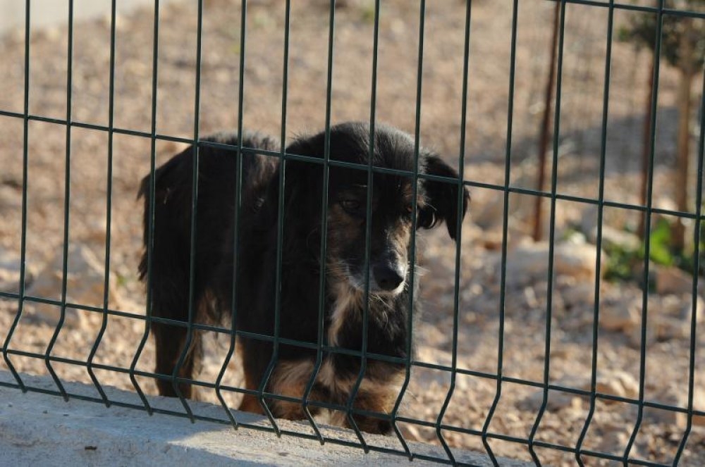 DOBOJ: Dvije prijave sa obilježjem krivičnog djela mučenja životinja