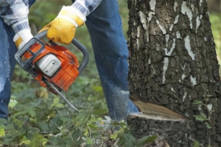 DOBOJ: Prijavljena bespravna sječa šume