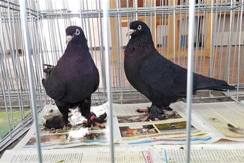 DOBOJ: Otvorena izložba strukturnih golubova (FOTO)