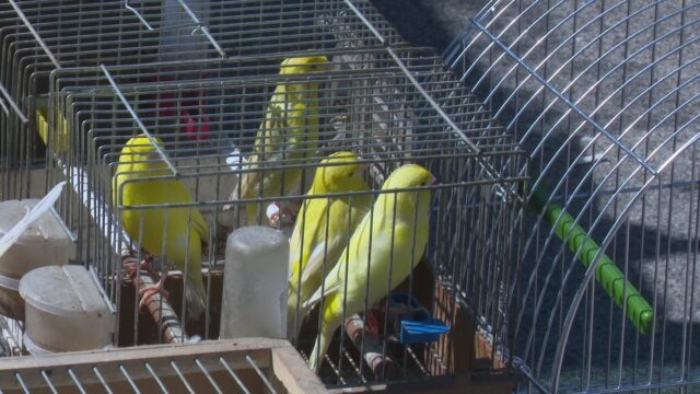 DOBOJ: Održana berza sitnih životinja (VIDEO)