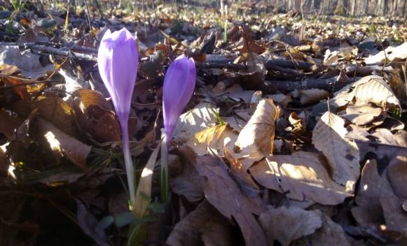 VRIJEME: Danas sunčano, evo kada tačno stiže proljeće