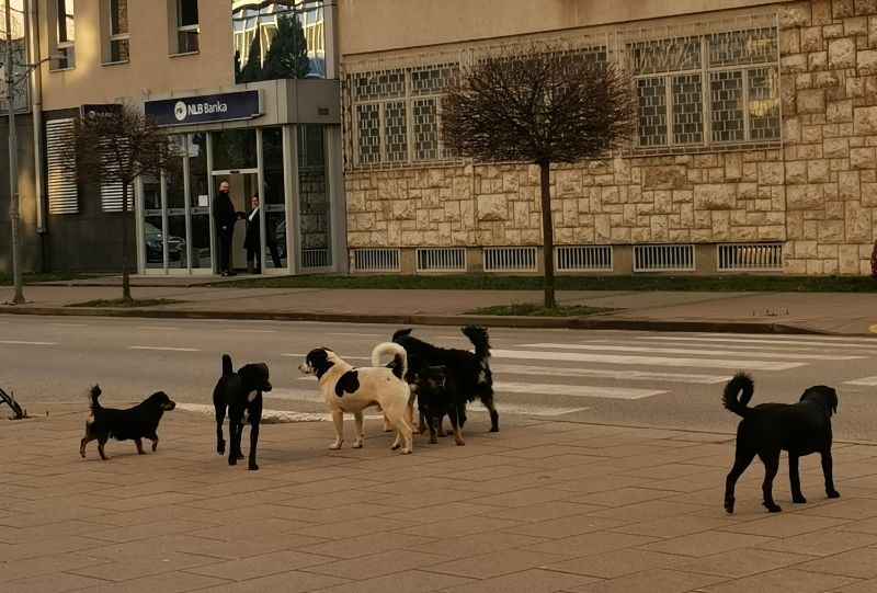 PITANJE ZABRINUTIH GRAĐANA DOBOJA: Ko je odgovoran za pse lutalice? (FOTO)