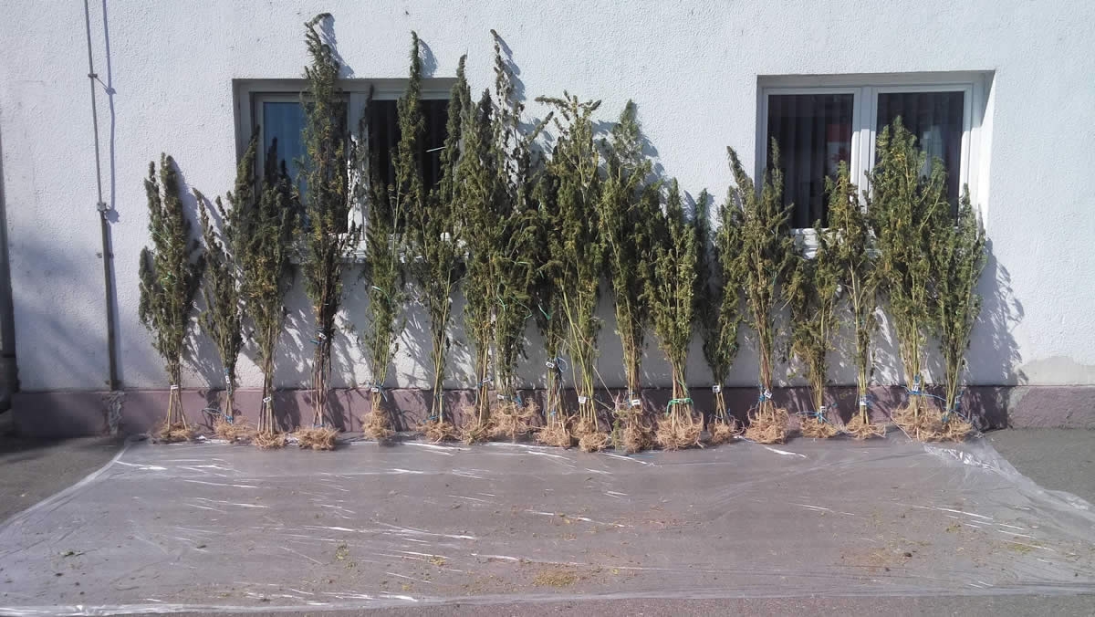 DOBOJ: U akciji „Plantaža“ pronađena indijska konopnja pripremljena za sušenje (FOTO)