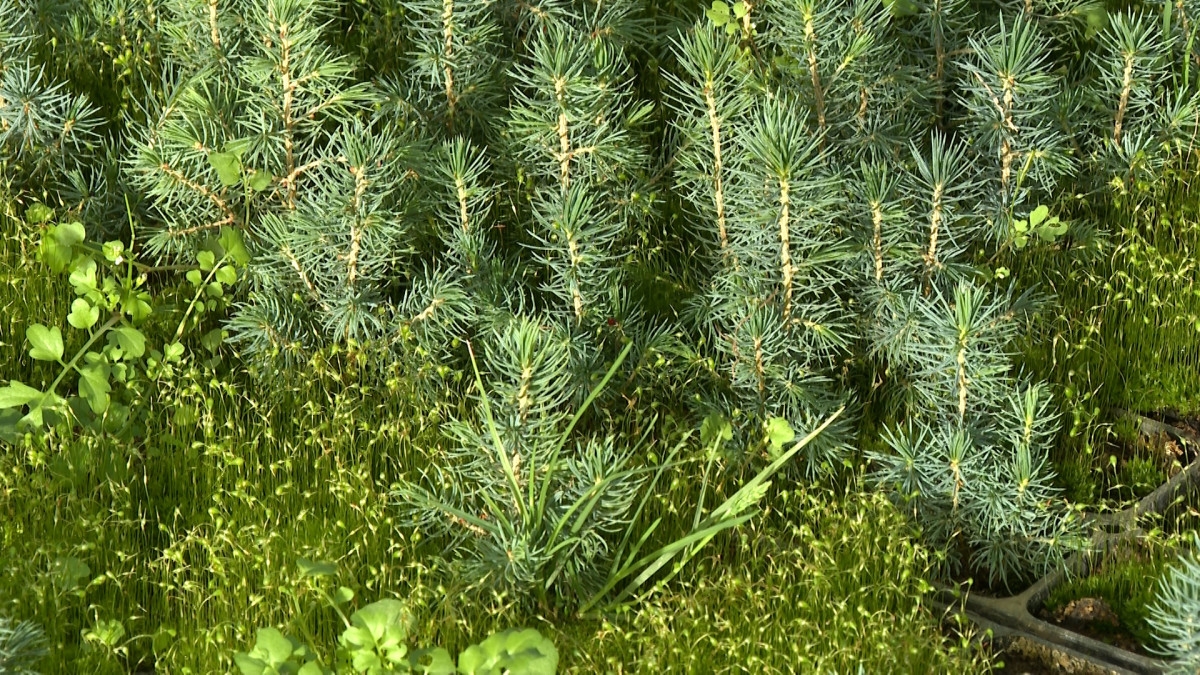 DOBOJ: Građani zainteresovani za sadnice Pančićeve omorike, ali nedostatak informacija otežava prijave