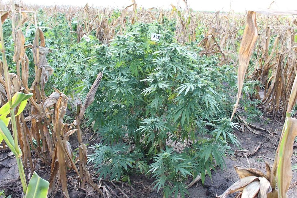 DOBOJ: Oduzeta marihuana i indijska konoplja