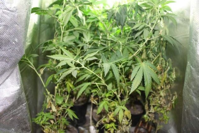 DOBOJ: Oduzeto 30 grama marihuane