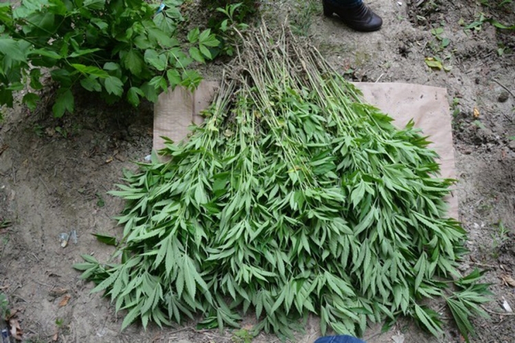 DOBOJ: Policija pronašla više od 500 stabljika indijske konoplje