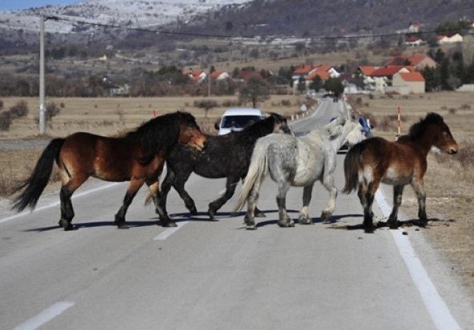 PUTEVI: Oprezno zbog divljih konja na putu Livno-Šuica