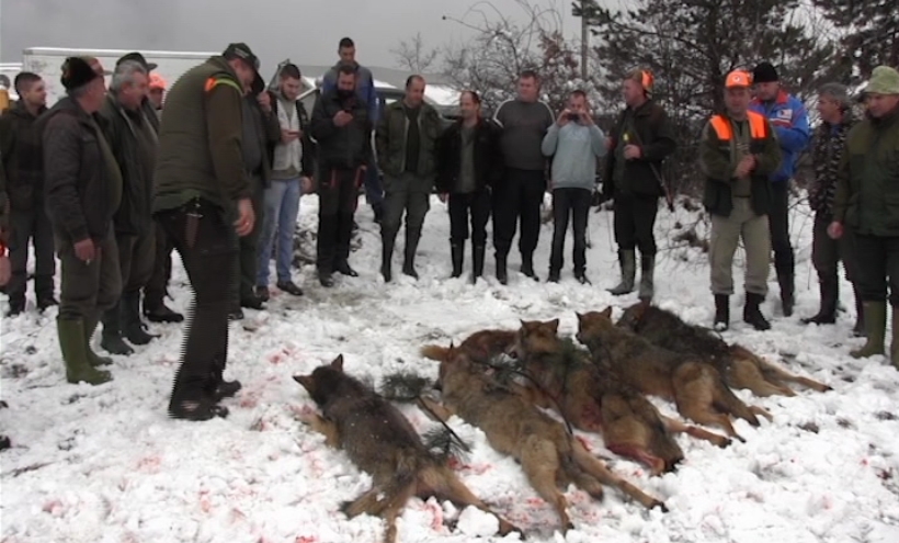 DOBOJ: Poslije hajke bez plijena, ulovljeno pet vukova (VIDEO)