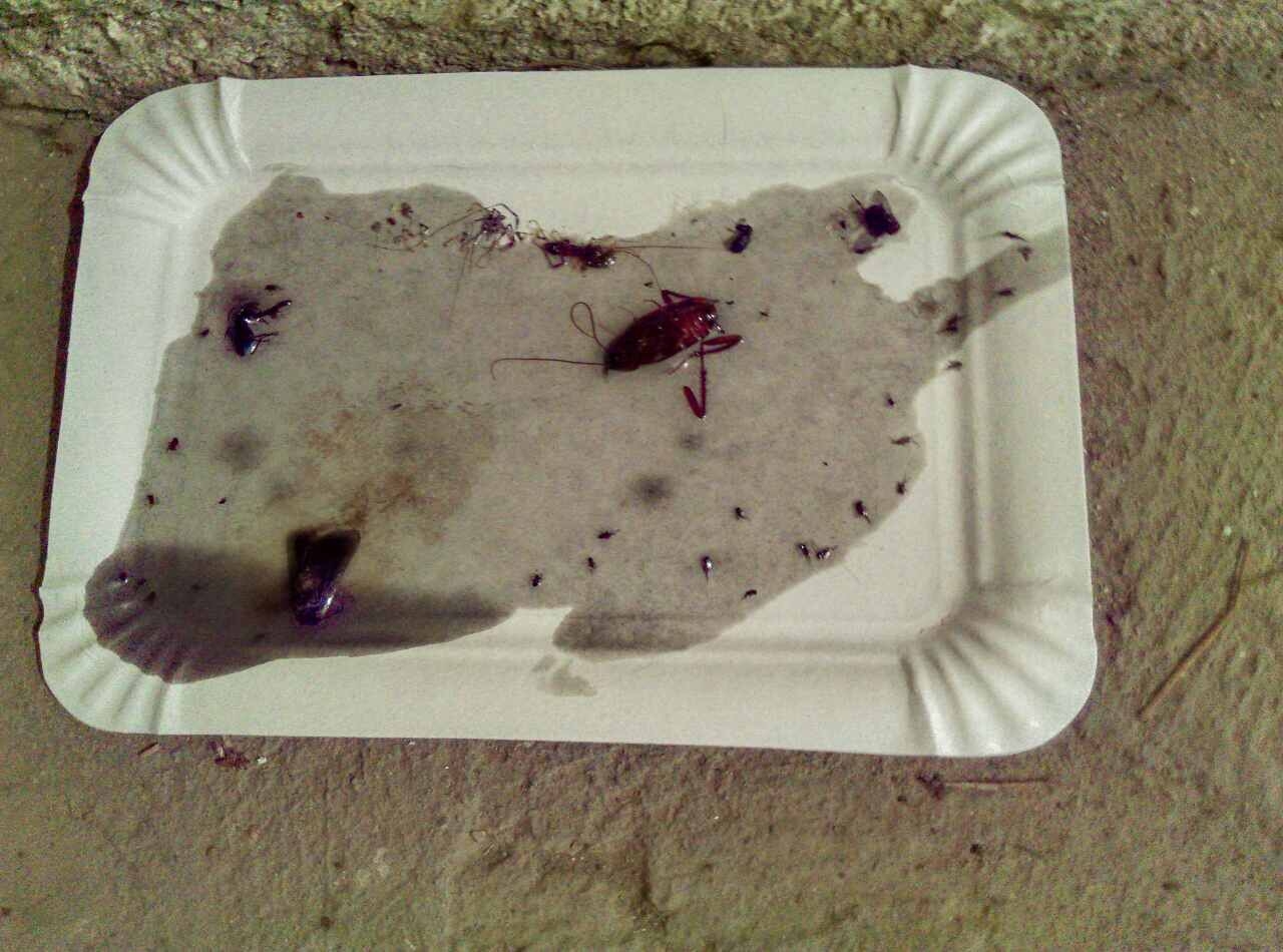 POPLAVA DONELA LARVE KOJE SU NOVO STANIŠTE NAŠLE U DOBOJU Faraonski mravi napadaju domaćinstva