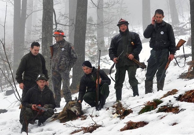 DOBOJ:  Ustrijeljeno pet vukova i jedna lisica