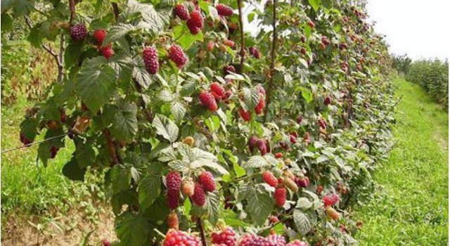 Javni poziv za mala i srednja preduzeća i zadruge iz BiH za učešće u povezivanju u lance vrijednosti i otkup maline