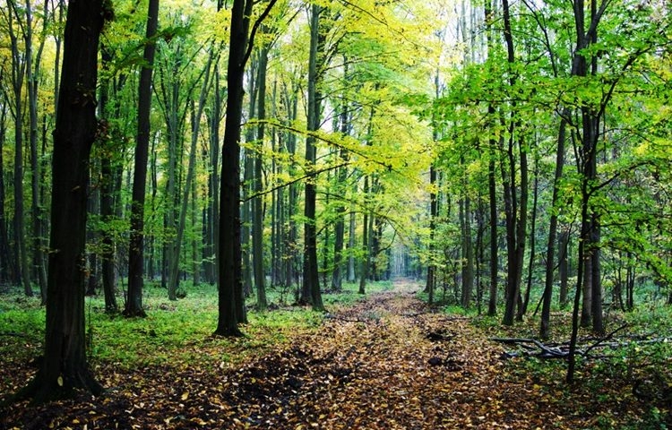 DOBOJ: Šumsko gazdinstvo "Doboj" pošumilo 737.100 m2