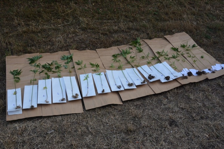 DOBOJ: U Кotorskom pronađen zasad indijske konoplje