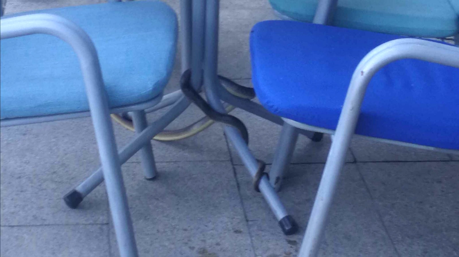 ZMIJINA URBANA AVANTURA: Od kafića do sijeste u parku