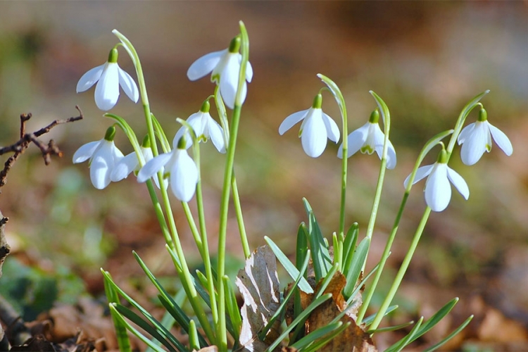 Danas počinje proljeće, temperatura do 22 stepena