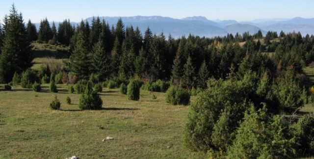 Novim zakonom utvrđuju se odgovornosti i sankcije u oblasti šumarstva Federacije BiH