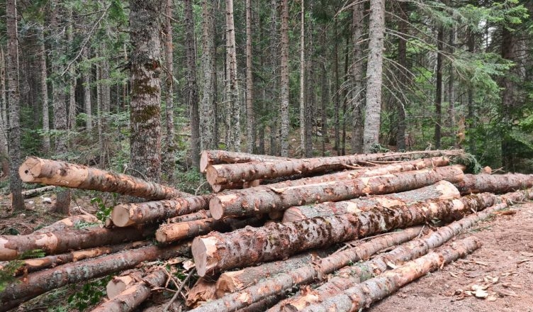 „ŠUME“ GORE: Gubitak 14 miliona, dugovi premašili 112 miliona KM