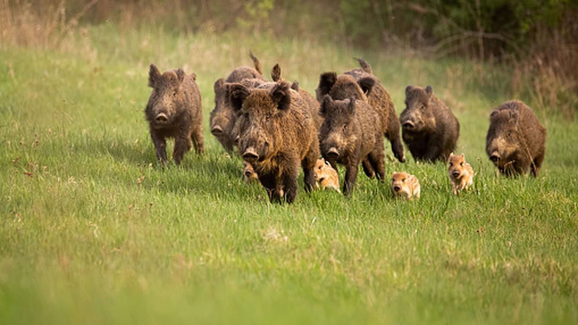 DOBOJ: Divlje svinje napravile velike štete u dobojskom regionu