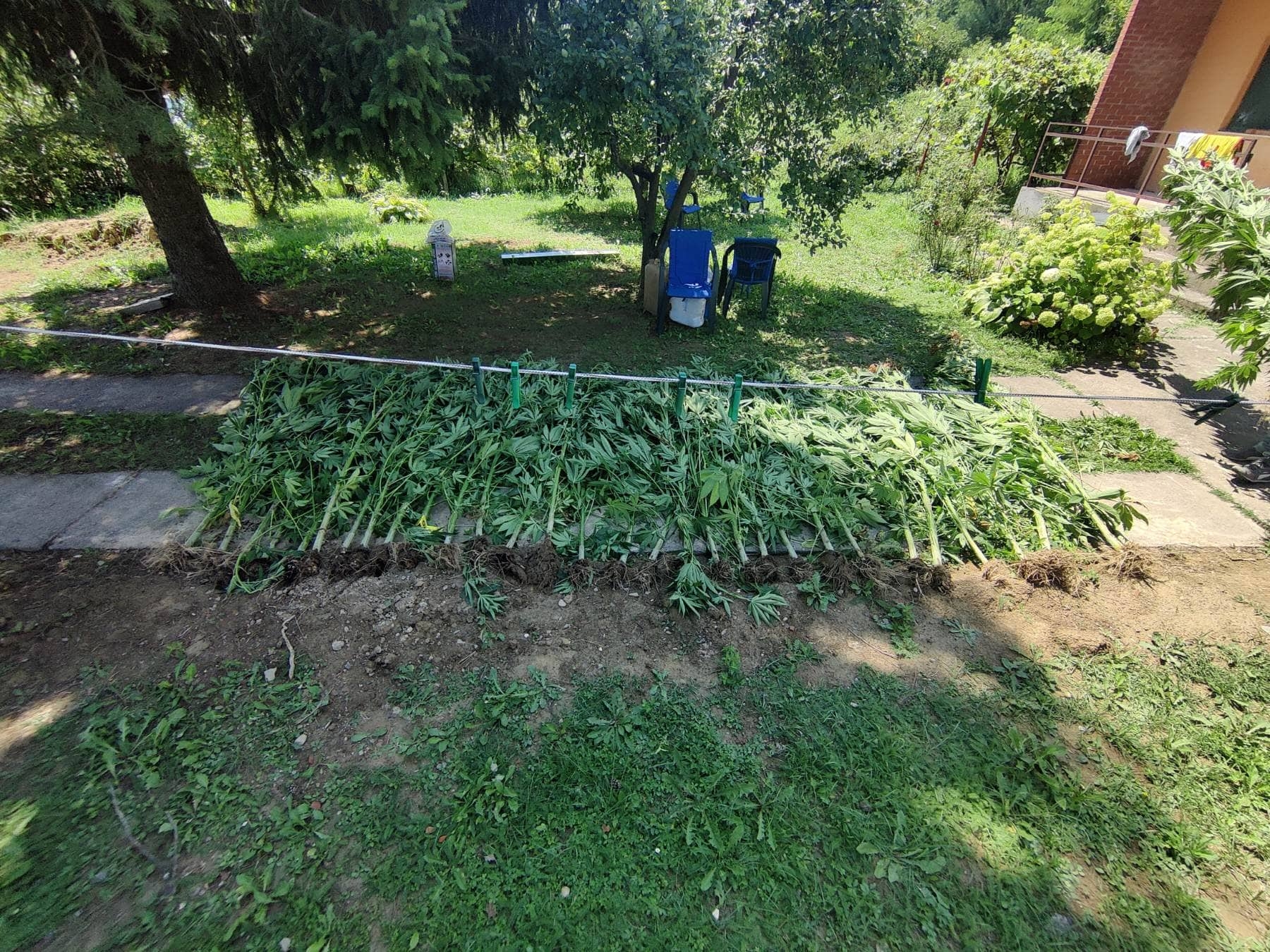 U plasteniku gajio konoplju: U akciji "Plantaža 2022" kod Doboja uhapšen muškarac, pronađena veća količina droge