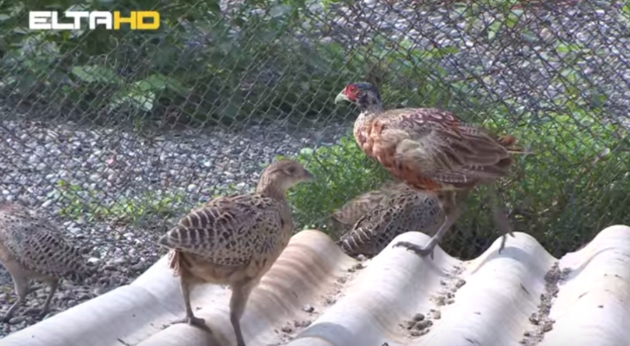 DOBOJ: Uzgoj fazana (VIDEO)